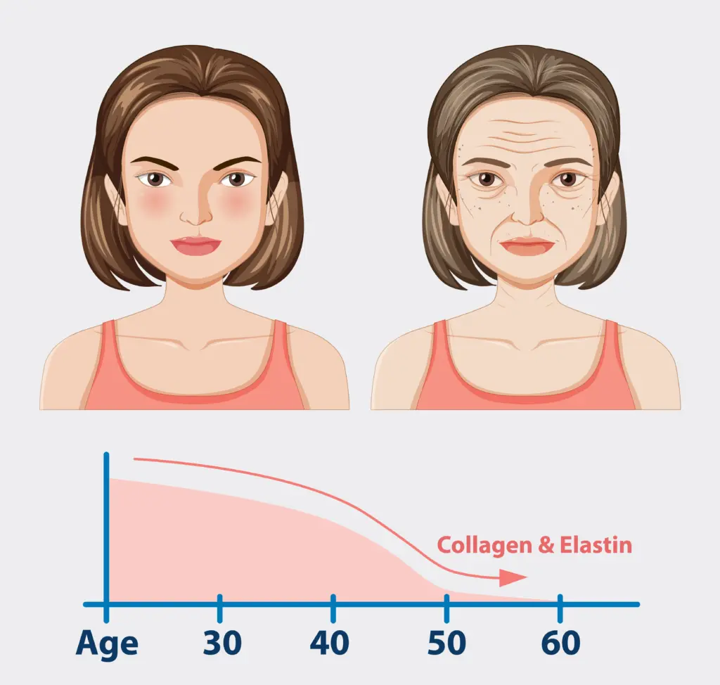 Changes in collagen and elastin with age