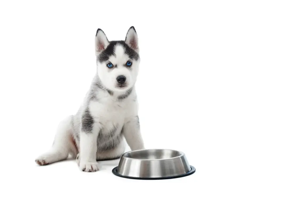 when choosing pet food bowls