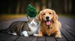 dog and cat playing outdoors